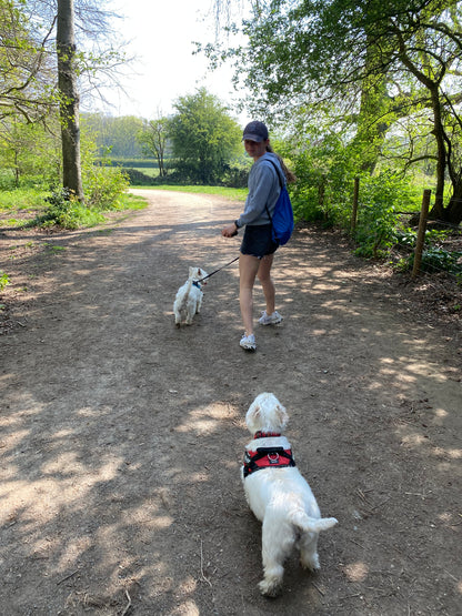 Retractable Dog Leash with One-Touch Lock