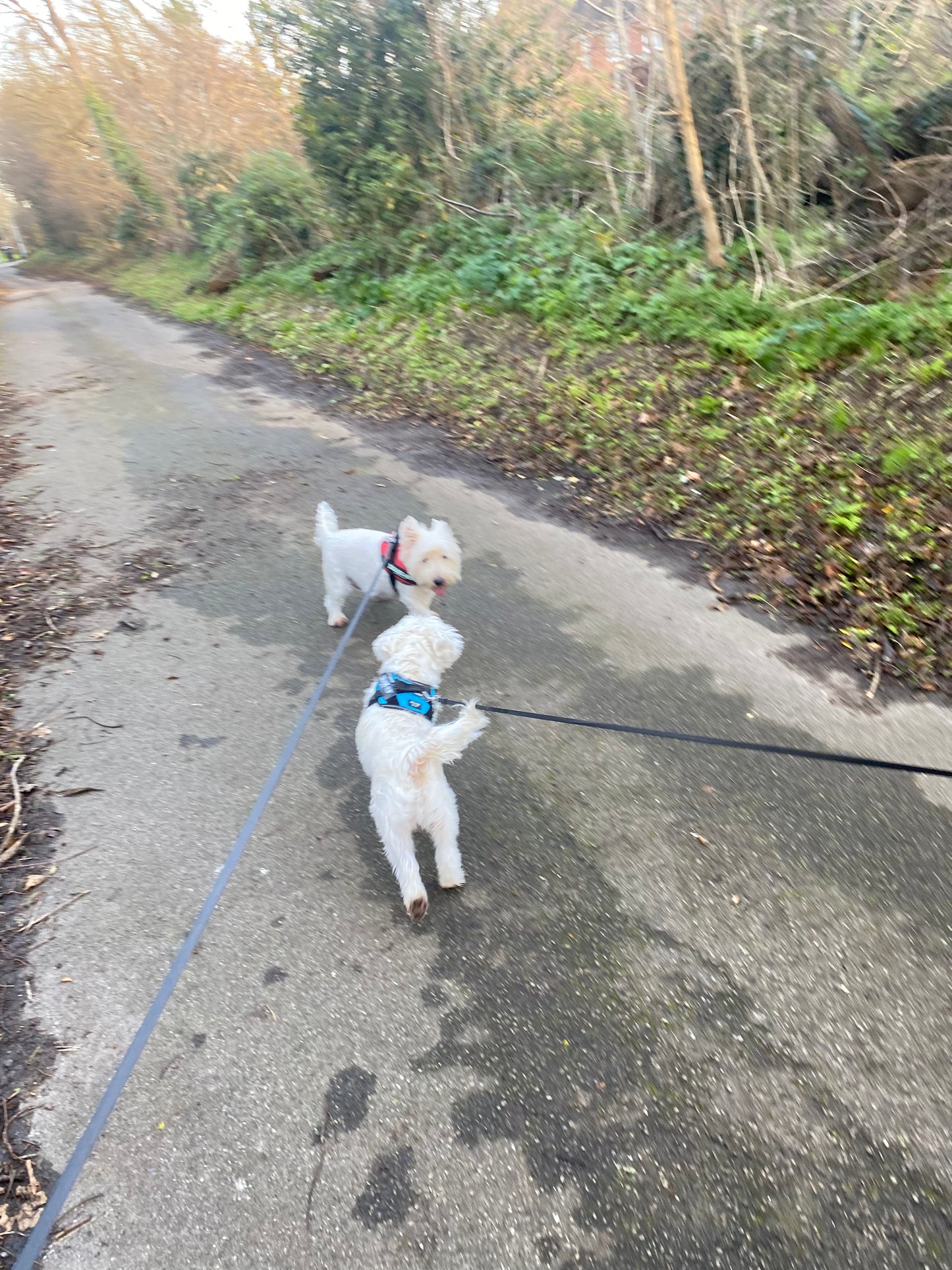 Retractable Dog Leash with One-Touch Lock