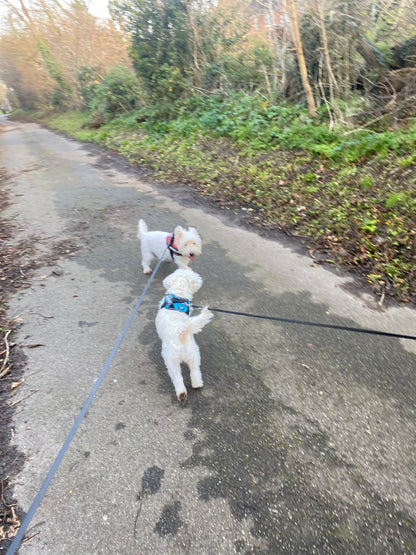 Retractable Dog Leash with One-Touch Lock