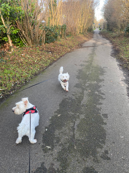 Retractable Dog Leash with One-Touch Lock