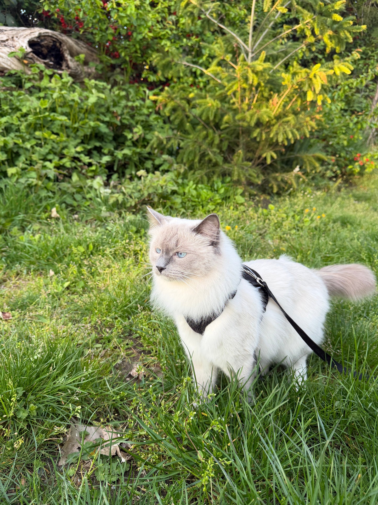 Soft Mesh Cat Harness & Leash Set